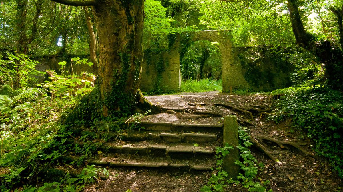 Los 5 bosques más mágicos de Irlanda del Norte para aprovechar el otoño