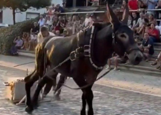 Vecinos de Leioa inician una recogida de firmas para acabar con las pruebas de arrastre de piedra con animales en fiestas