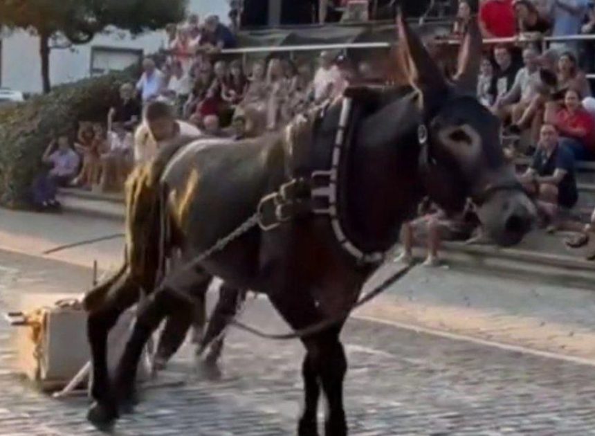 Vecinos de Leioa inician una recogida de firmas para acabar con las pruebas de arrastre de piedra con animales en fiestas