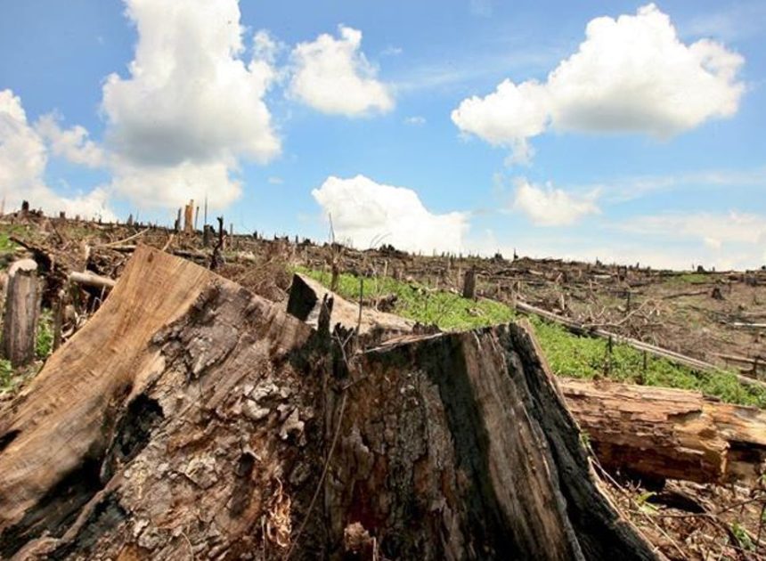 La UE vuelve a retrasar la ley contra la deforestación otro año