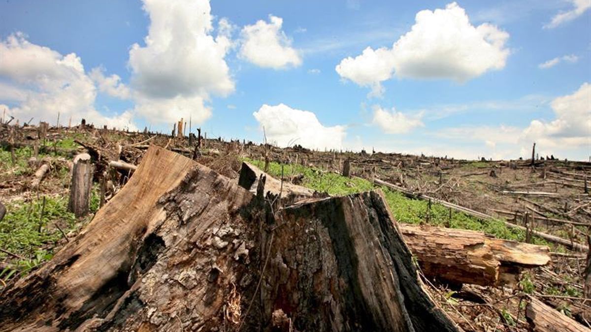 La UE vuelve a retrasar la ley contra la deforestación otro año