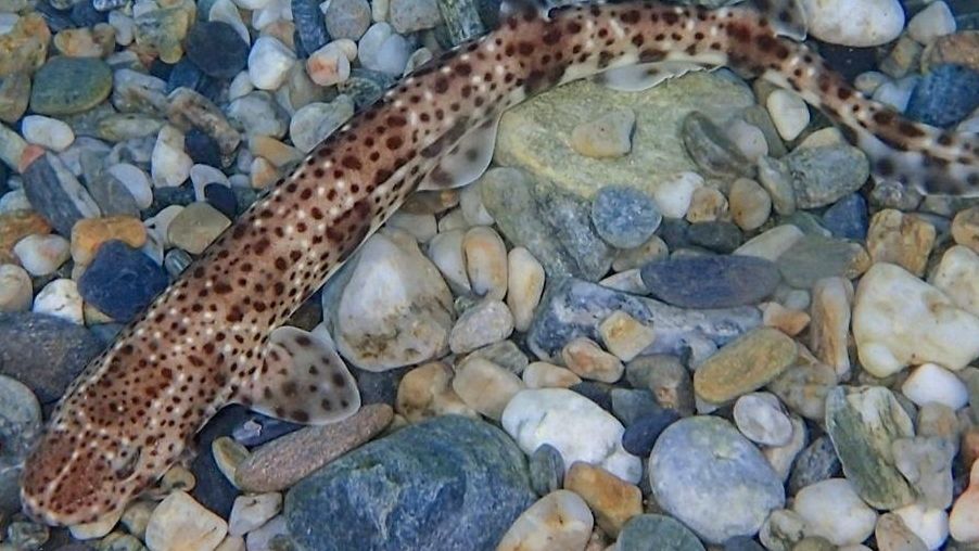 El Mediterráneo, un mar envenenado: los tiburones pintarroja alertan de los altos niveles de mercurio entre sus aguas