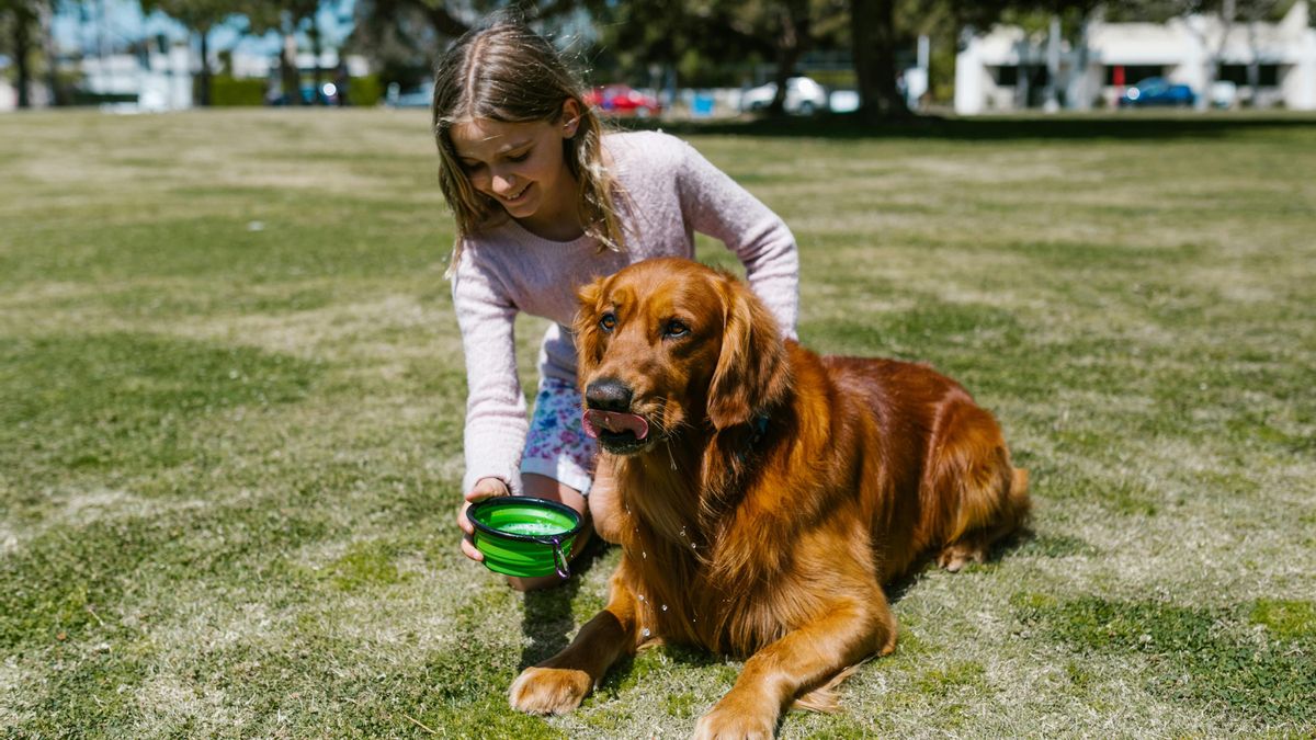 Niños y animales, ¿qué debemos tener en cuenta antes de traer uno a casa?