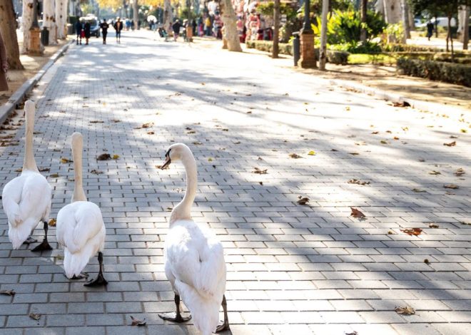 Hallan cuatro aves muertas en el parque de María Luisa de Sevilla horas después de reabrir tras el foco de gripe aviar