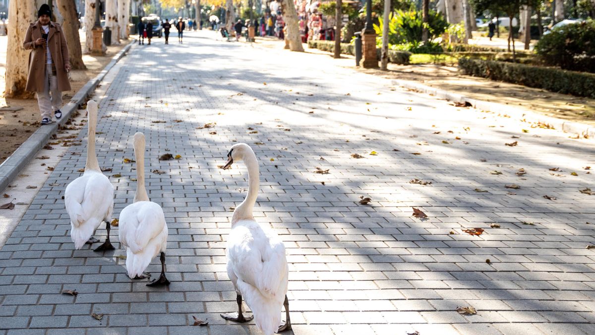 Hallan cuatro aves muertas en el parque de María Luisa de Sevilla horas después de reabrir tras el foco de gripe aviar