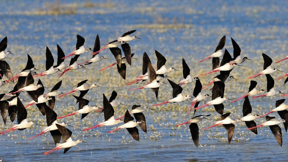 Tres casos de gripe aviar en Doñana disparan las alertas y obligan a reforzar los controles