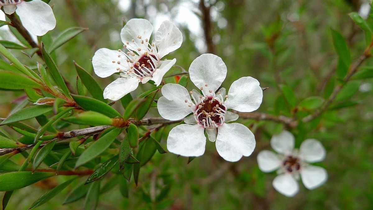 No es solo un remedio para el acné: cómo puede mejorar tu piel el árbol de té