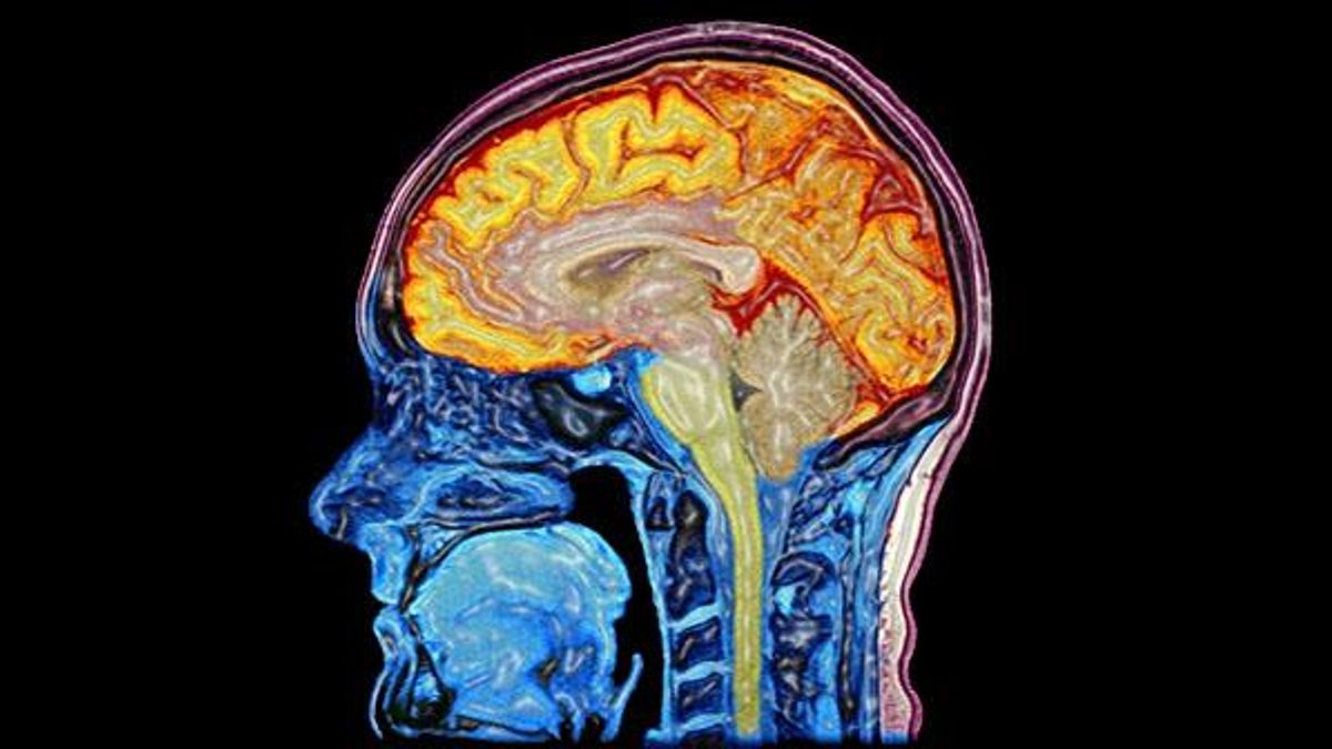 Un estudio de la Universitat Autònoma de Barcelona consigue entender cómo el cerebro olvida los recuerdos traumáticos