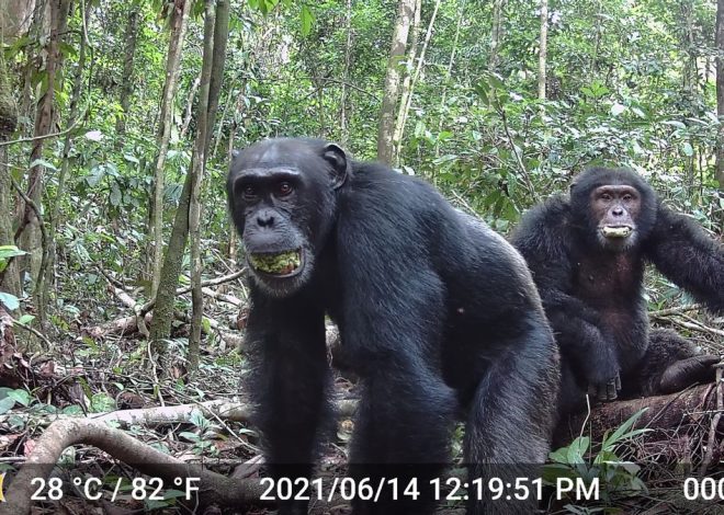 Los chimpancés darían positivo en alcoholemia: consumen el equivalente a 2,6 copas de vino al día