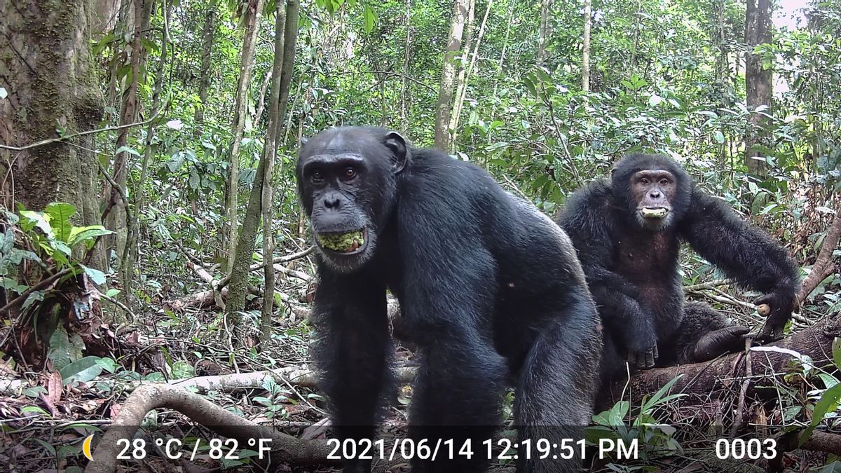 Los chimpancés darían positivo en alcoholemia: consumen el equivalente a 2,6 copas de vino al día