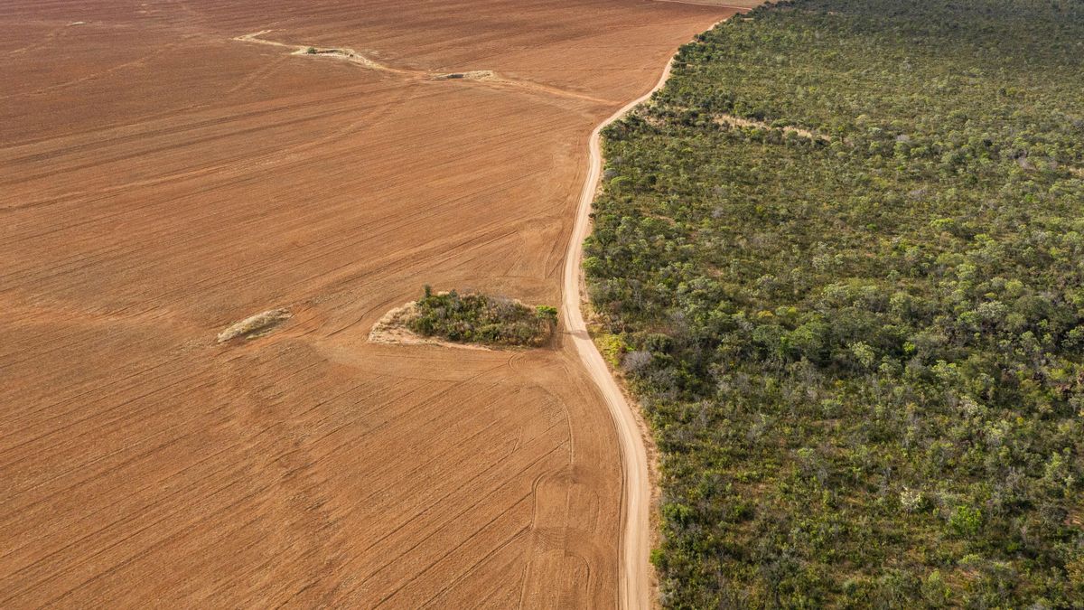 La forma de producir comida amenaza el funcionamiento del planeta: gases, consumo de agua y extinciones