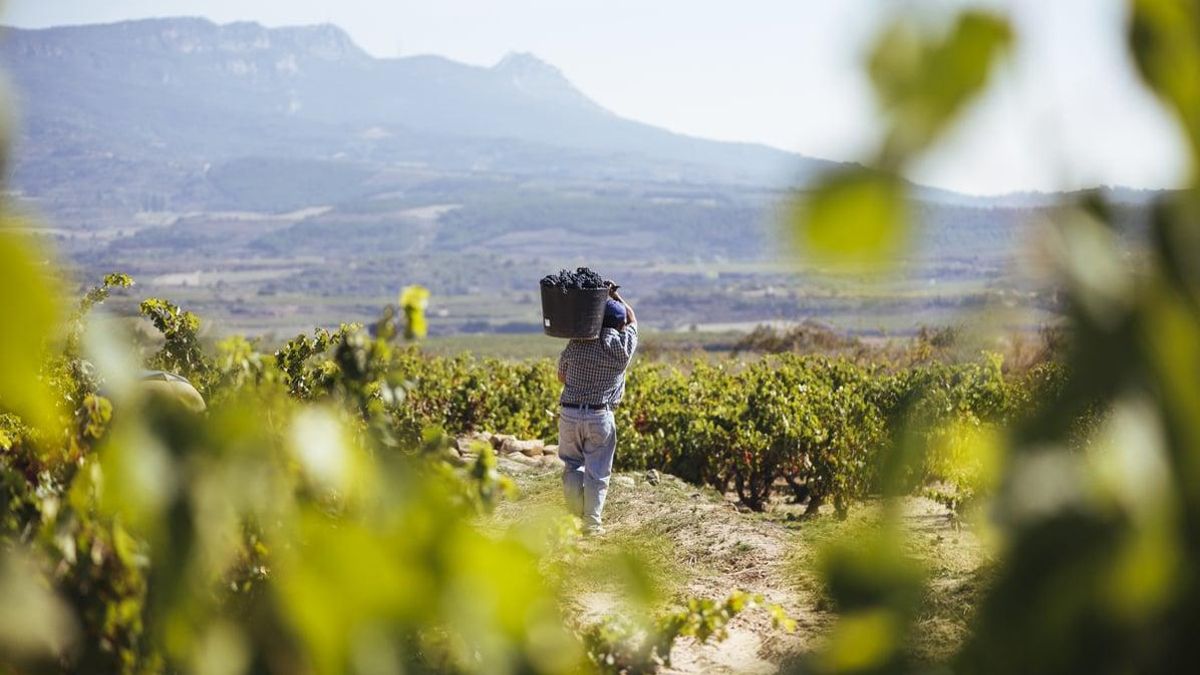 La vendimia en Rioja, entre la romantización para el turista y las malas condiciones laborales