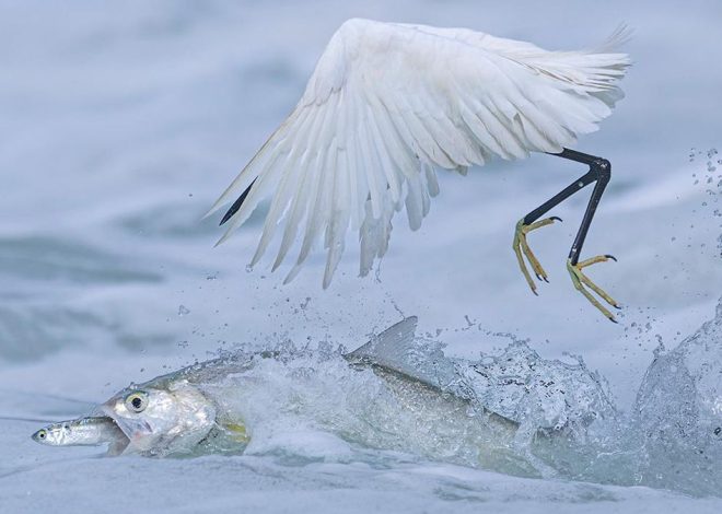 Una garza pescando, morenas fuera del agua o serpientes de cascabel: las mejores imágenes de naturaleza de este 2025