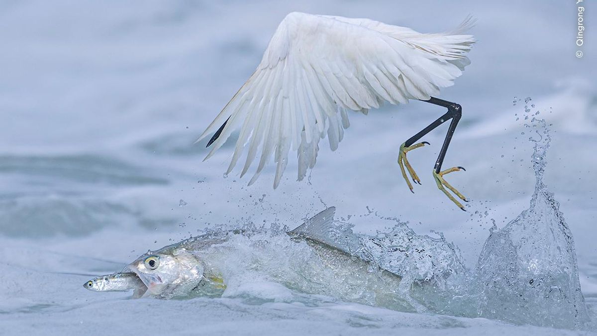 Una garza pescando, morenas fuera del agua o serpientes de cascabel: las mejores imágenes de naturaleza de este 2025