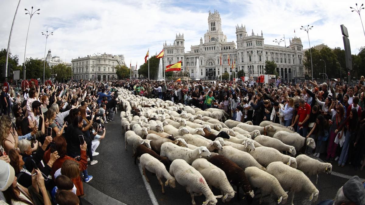 Las juventudes del PP equiparan a miembros del PSOE con ovejas y cabras: «Celebran un comité federal en el centro de Madrid»