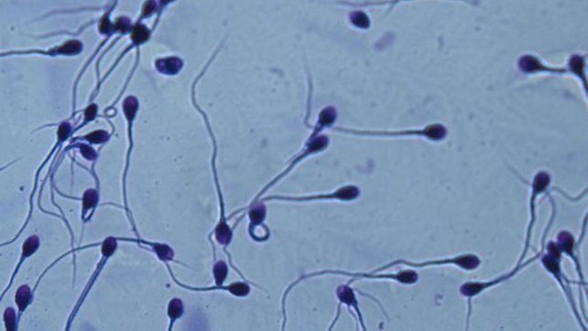 Logran reactivar el movimiento de espermatozoides paralizados y devolver la fertilidad a ratones estériles