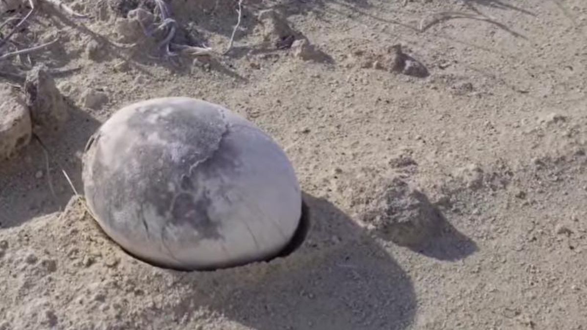 Hallan en Argentina un huevo de dinosaurio casi intacto: podría contener un embrión carnívoro en desarrollo