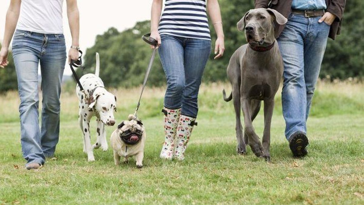 Un animal de compañía es considerado «equipaje» para la indemnización si se pierde en un viaje de avión