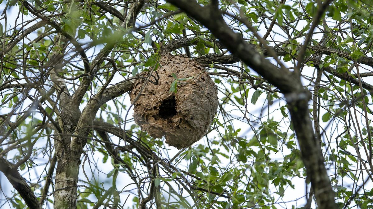 Tres muertos por picadura de velutina en octubre en Galicia: una combinación de tiempo cálido y más actividad en el monte