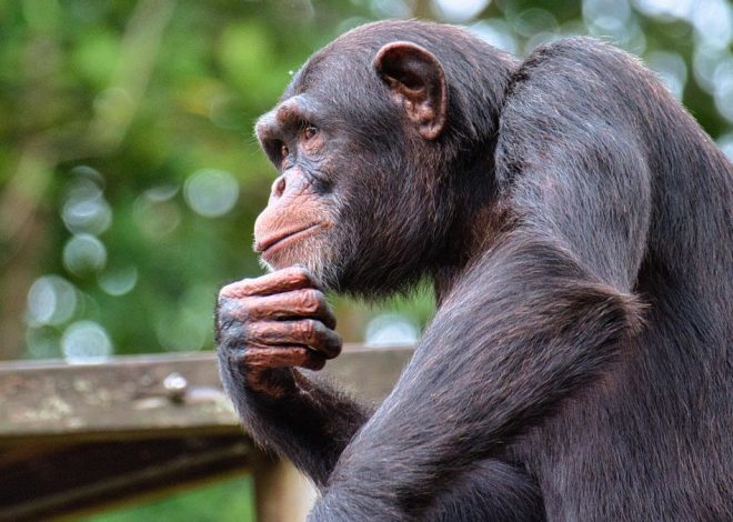 Un estudio demuestra que los chimpancés pueden razonar y revisar sus creencias al recibir nueva información