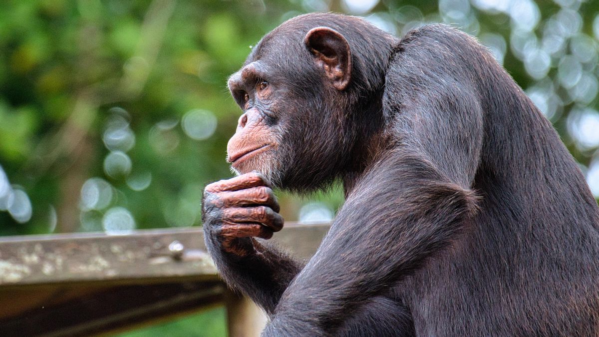 Un estudio demuestra que los chimpancés pueden razonar y revisar sus creencias al recibir nueva información
