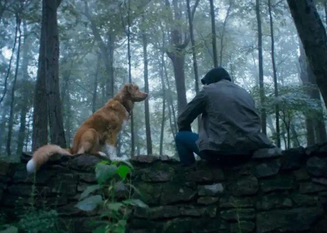 ‘Good Boy’, la película de terror protagonizada por un perro que quiere ser melancólica y reflexiva más allá del meme