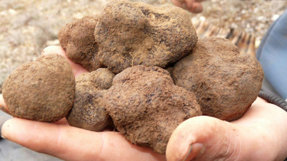 Terrenos de 30.000 m² de cultivo de trufas: el negocio redondo de un capo ‘narcoestibador’ del Puerto de València