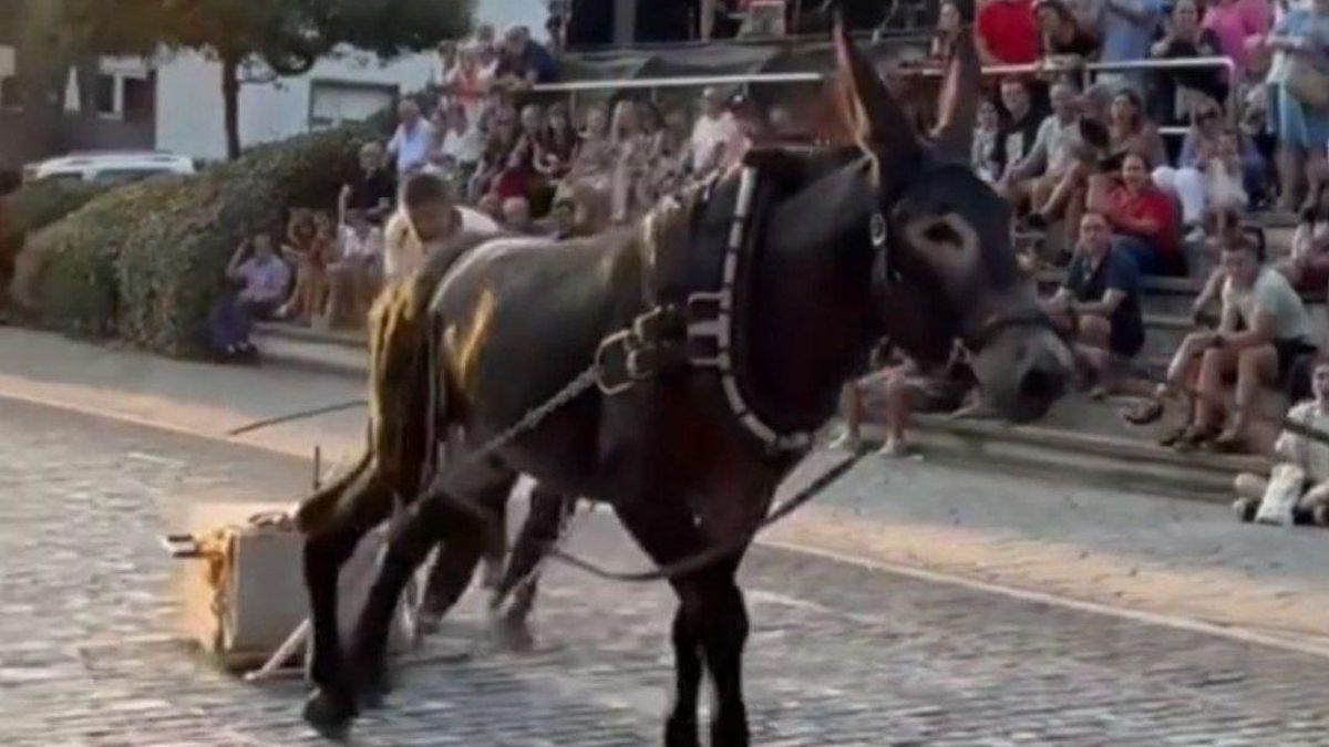 Informes veterinarios constatan «el dolor y estrés» que producen en los burros las pruebas de arrastre de piedra en fiestas