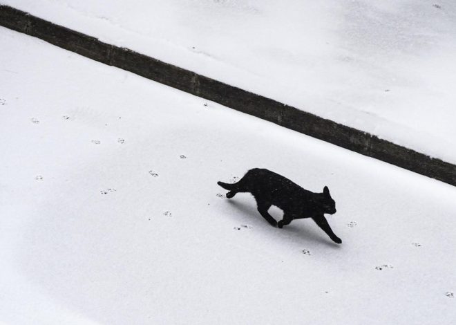 Las protectoras prohíben o limitan la adopción de gatos en Halloween: «Ni negro ni blanco»