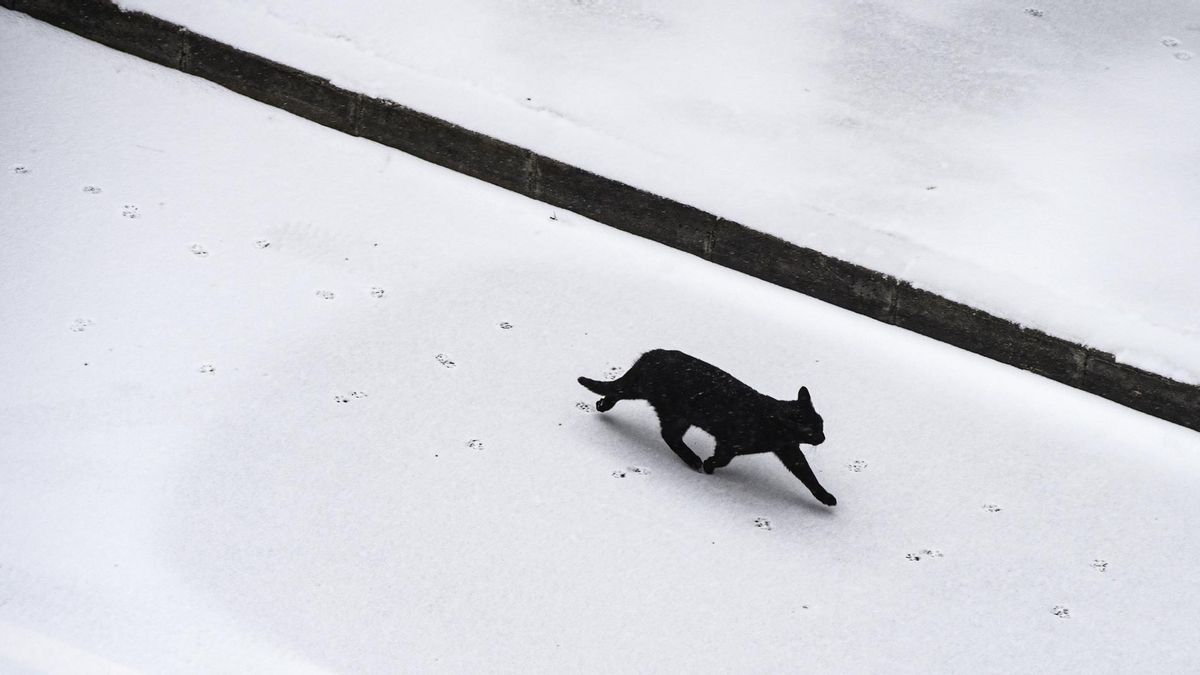 Las protectoras prohíben o limitan la adopción de gatos en Halloween: «Ni negro ni blanco»