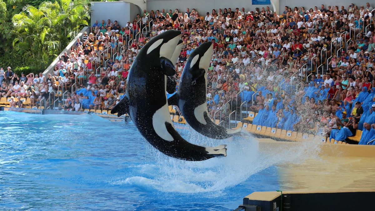 Loro Parque quiere juntar seis orcas en sus piscinas con el aval de Canarias y en contra de la autoridad científica
