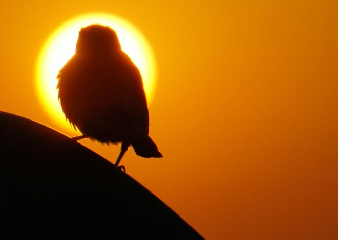 Miles de aves se pusieron a cantar al final del eclipse solar de 2024 como si estuviera amaneciendo