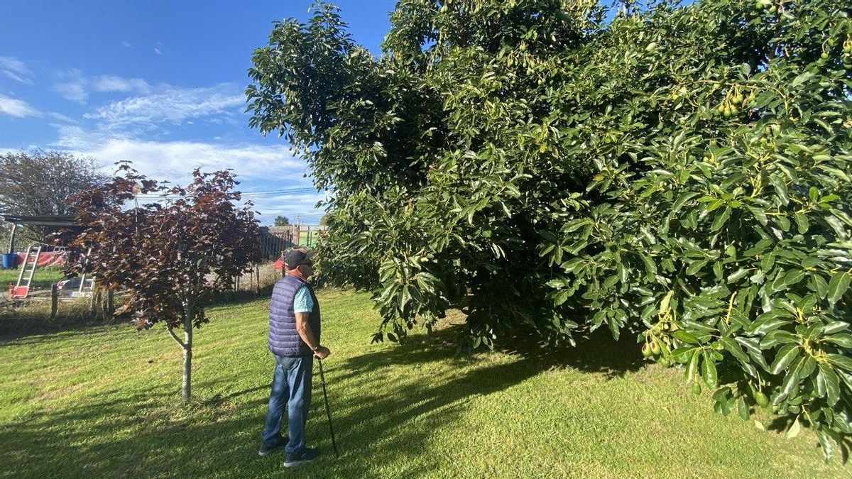 El ‘crimen’ del aguacatero o cómo un macroparque industrial amenaza casas y cultivos en Laredo: «Es pura especulación»