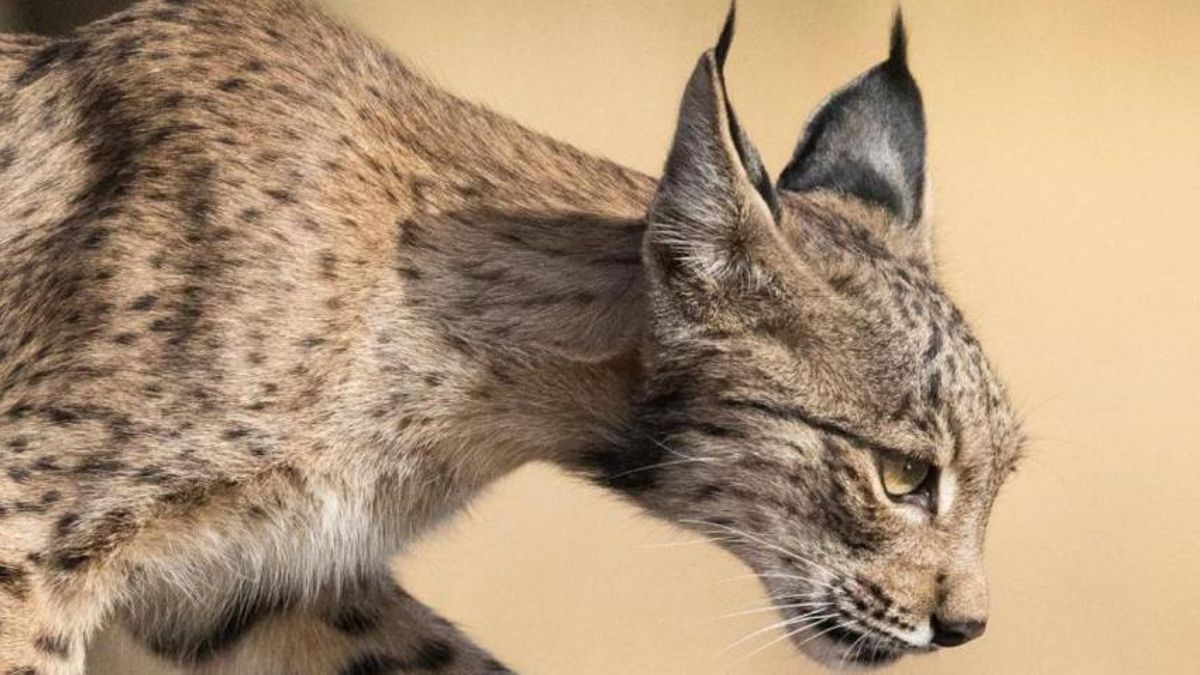 El fotógrafo Fernando O’Farrill, del lobo en Finlandia al lince en Ciudad Real: «Su reintroducción es un ejemplo mundial»