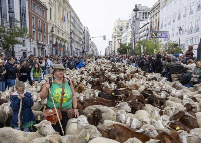 Rebaños de ovejas y cabras toman el centro de Madrid por la Fiesta de la Trashumancia 2025: recorrido y horarios