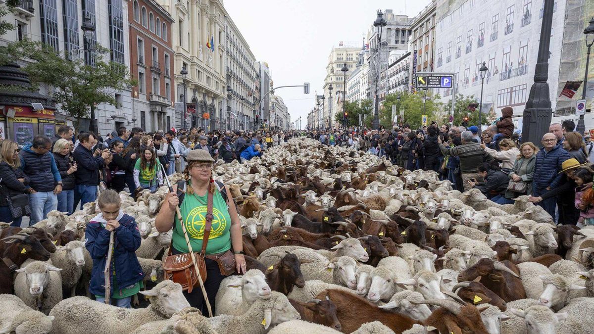 Rebaños de ovejas y cabras toman el centro de Madrid por la Fiesta de la Trashumancia 2025: recorrido y horarios