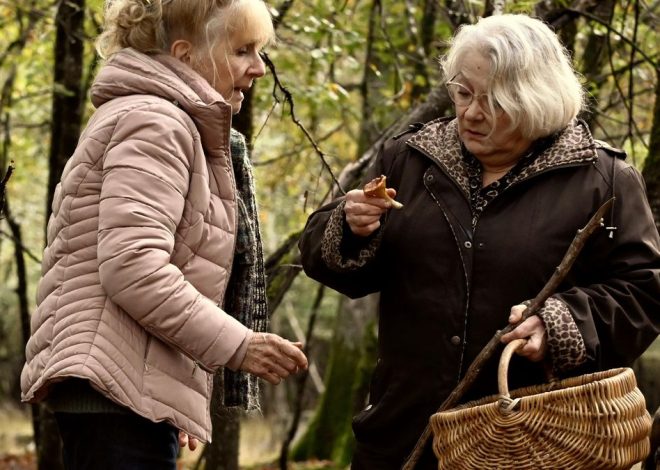 Estos son los mejores bosques de Cataluña para encontrar setas según los ‘boletaires’