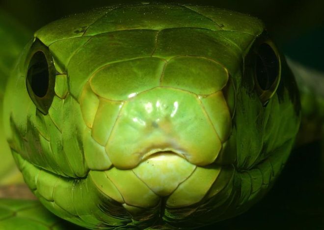 Desarrollan un nuevo tipo de antiveneno que protege contra la mordedura de las serpientes más letales de África