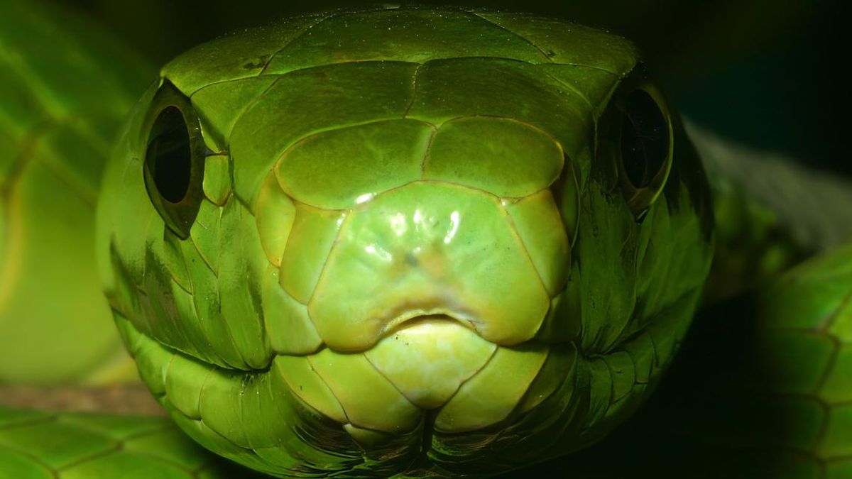 Desarrollan un nuevo tipo de antiveneno que protege contra la mordedura de las serpientes más letales de África