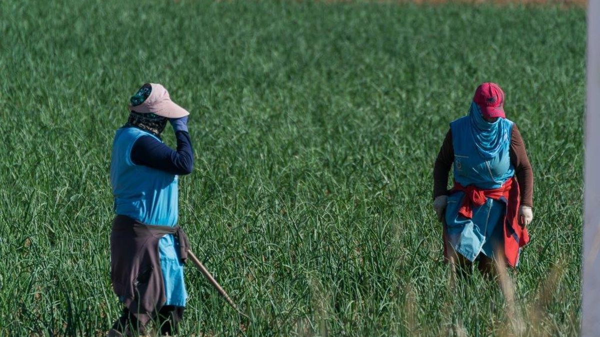 Trabajo multa con 140.000 euros a una empresa hortícola por obstrucción: «Los temporeros desaparecieron»