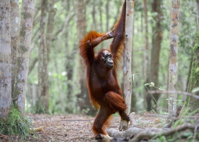 Un orangután haciendo ‘pole dance’, focas muy relajadas y un ave con permanente: las mejores fotos cómicas de la naturaleza