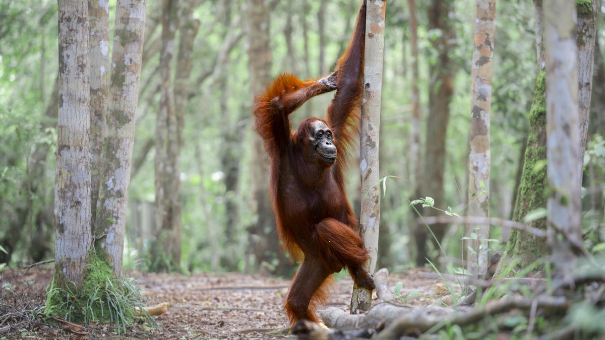 Un orangután haciendo ‘pole dance’, focas muy relajadas y un ave con permanente: las mejores fotos cómicas de la naturaleza