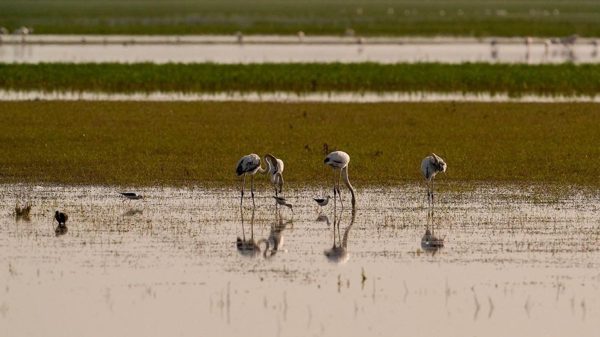 El Gobierno plantea un deslinde de Doñana que altera su esencia y rechazan científicos y hasta organismos estatales
