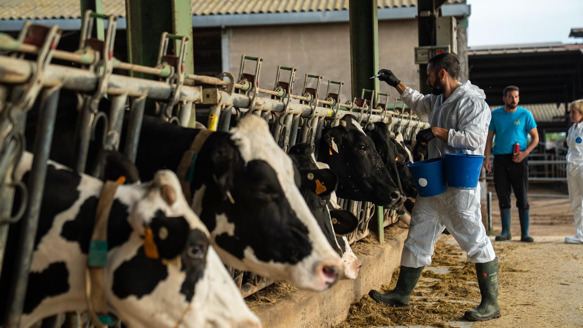 Más de 2.000 vacas sacrificadas por la dermatosis extienden el miedo entre los ganaderos: «Es devastador»