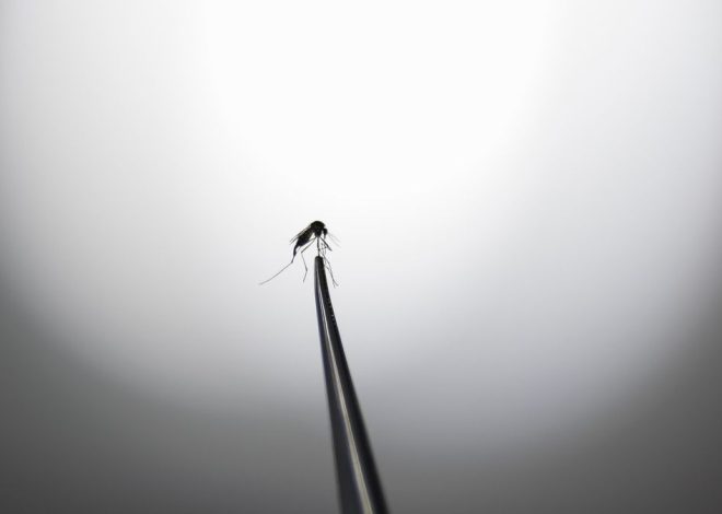 Islandia encuentra mosquitos por primera vez en su territorio a causa del calentamiento global