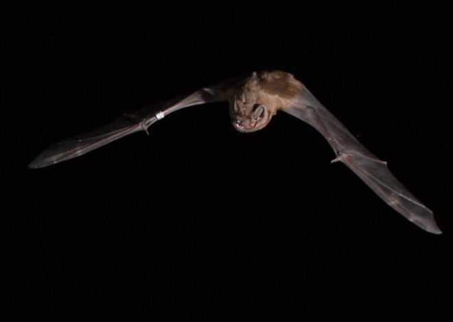 Documentan por primera vez cómo el murciélago ‘gigante’ de Doñana atrapa y devora pájaros en pleno vuelo