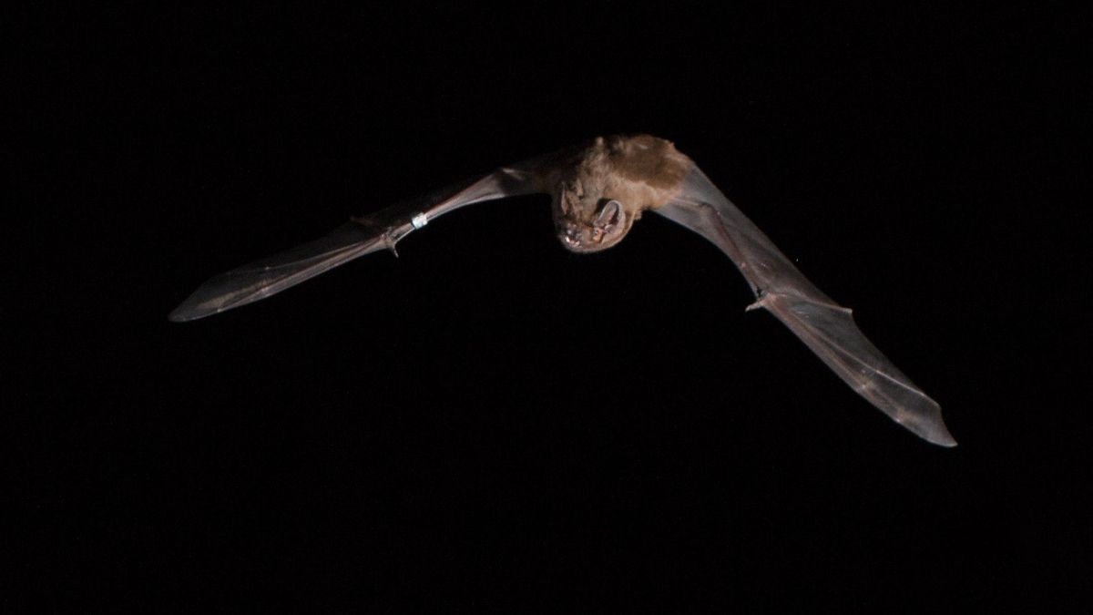 Documentan por primera vez cómo el murciélago ‘gigante’ de Doñana atrapa y devora pájaros en pleno vuelo