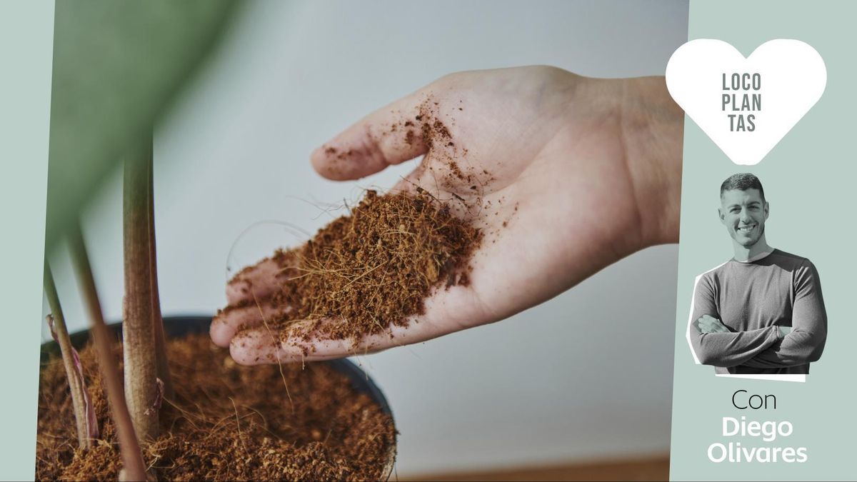 Los errores más comunes que cometemos al usar fertilizantes caseros para nuestras plantas