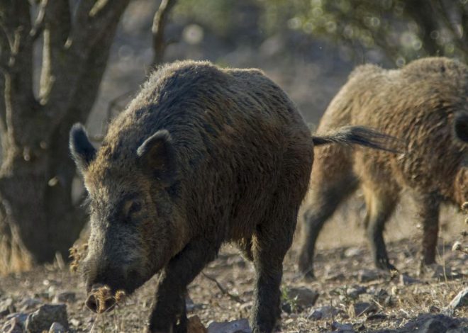 La Generalitat halla ocho jabalíes muertos más en la zona del brote de peste porcina