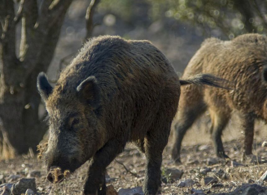 La Generalitat halla ocho jabalíes muertos más en la zona del brote de peste porcina